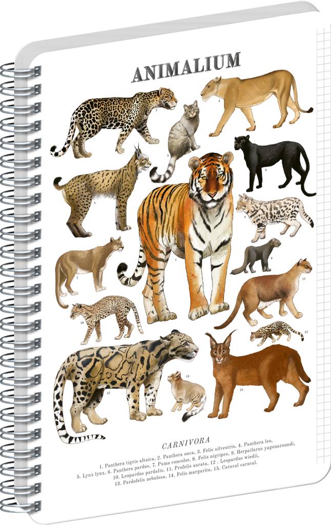NOTIQUE Špirálový blok Animalium – Mačkovité šelmy, štvorčekovaný, A5