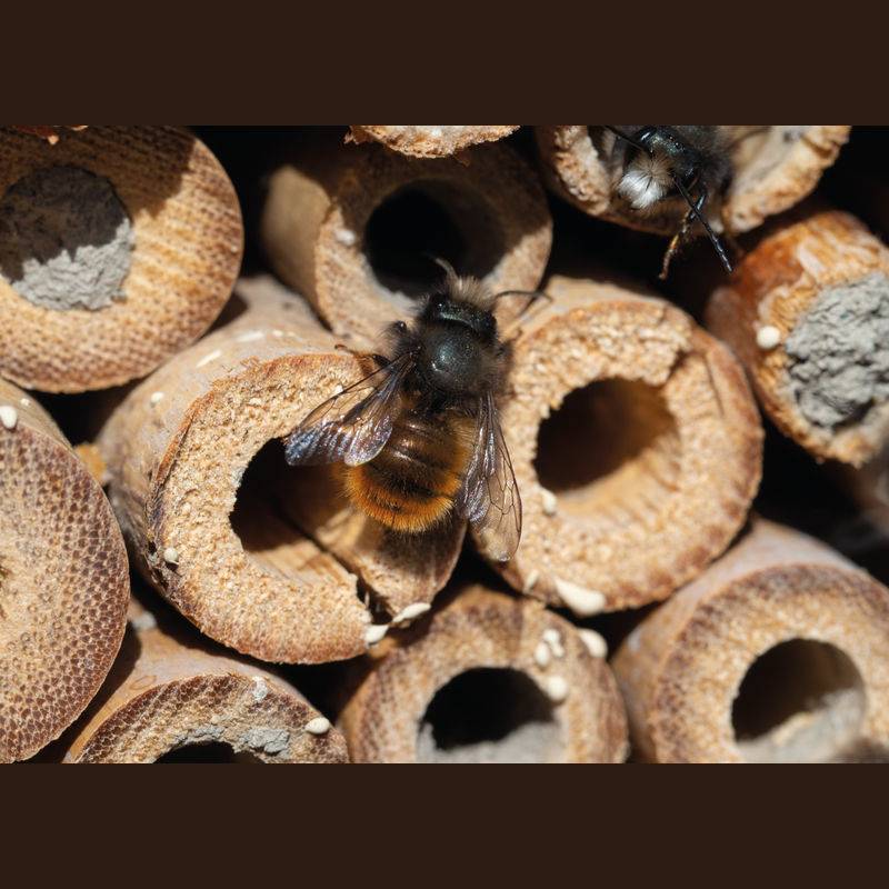 Hmyzí hotel z dreva, hnedá béžová Hmyzí hotel z dreva, hnedá béžová