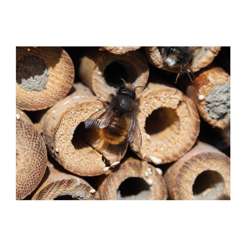 Hmyzí hotel z dreva, hnedá béžová Hmyzí hotel z dreva, hnedá béžová