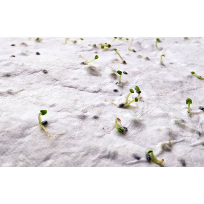 ASIDI List recyklovaného papiera A4 so semienkami divokých kvetov, biela