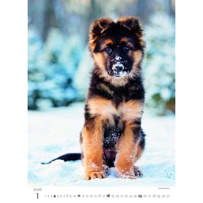 Kalendář Štěňátka, 2026 Kalendář Štěňátka, 2026