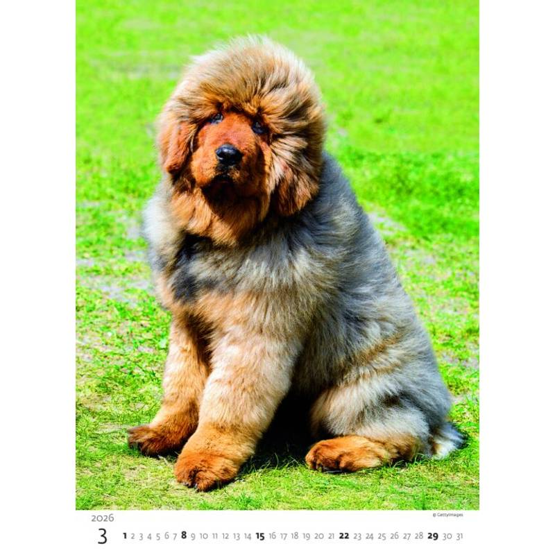 Kalendář Štěňátka, 2026 Kalendář Štěňátka, 2026