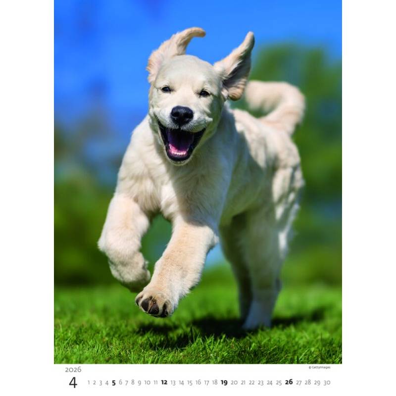Kalendář Štěňátka, 2026 Kalendář Štěňátka, 2026