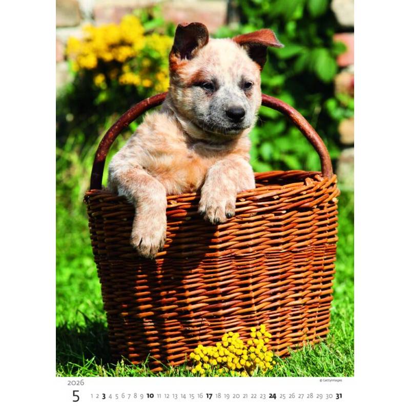 Kalendář Štěňátka, 2026 Kalendář Štěňátka, 2026