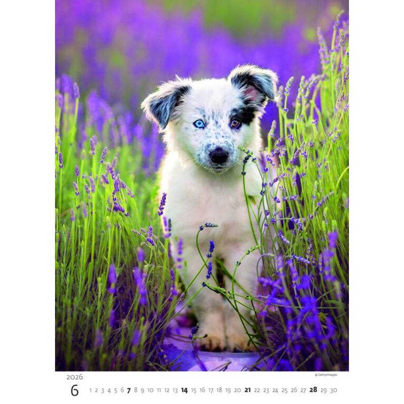 Kalendář Štěňátka, 2026 Kalendář Štěňátka, 2026