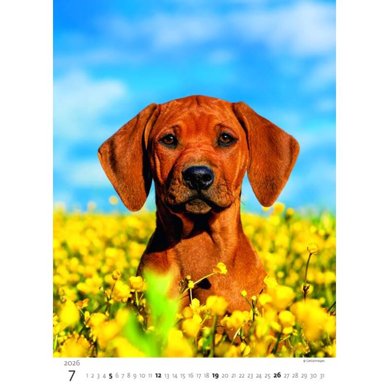 Kalendář Štěňátka, 2026 Kalendář Štěňátka, 2026