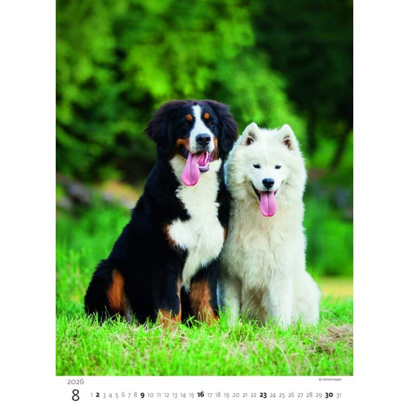 Kalendář Štěňátka, 2026 Kalendář Štěňátka, 2026
