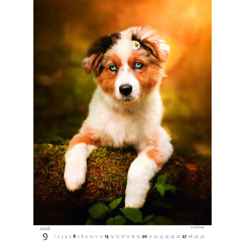 Kalendář Štěňátka, 2026 Kalendář Štěňátka, 2026