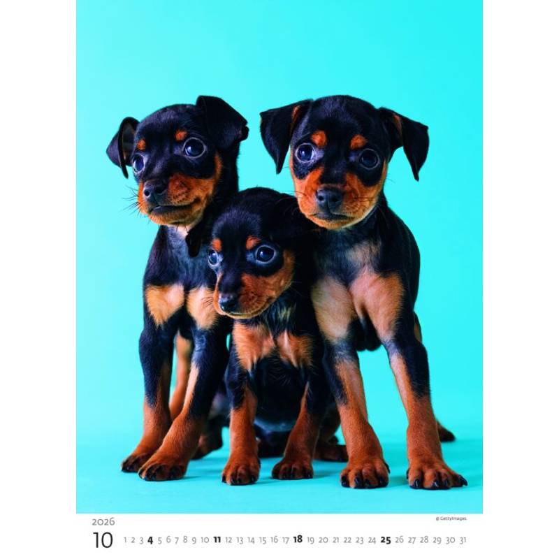 Kalendář Štěňátka, 2026 Kalendář Štěňátka, 2026