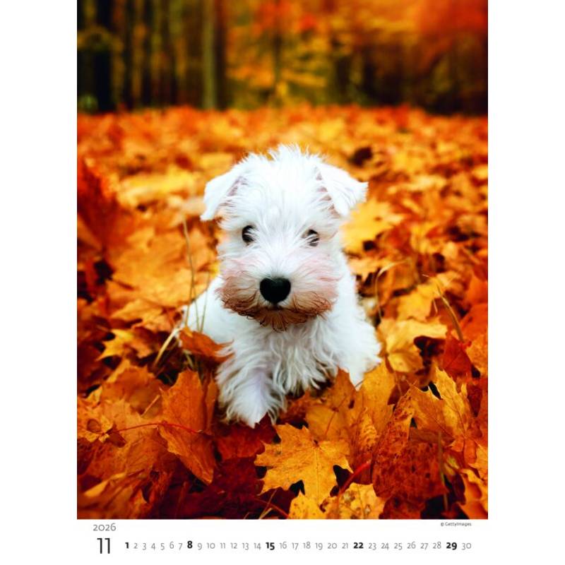 Kalendář Štěňátka, 2026 Kalendář Štěňátka, 2026