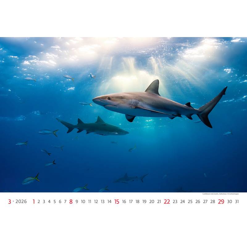 Kalendář Deep Blue, 2026 Kalendář Deep Blue, 2026