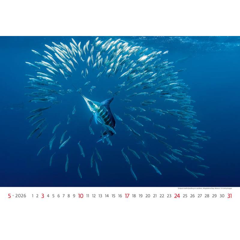 Kalendář Deep Blue, 2026 Kalendář Deep Blue, 2026