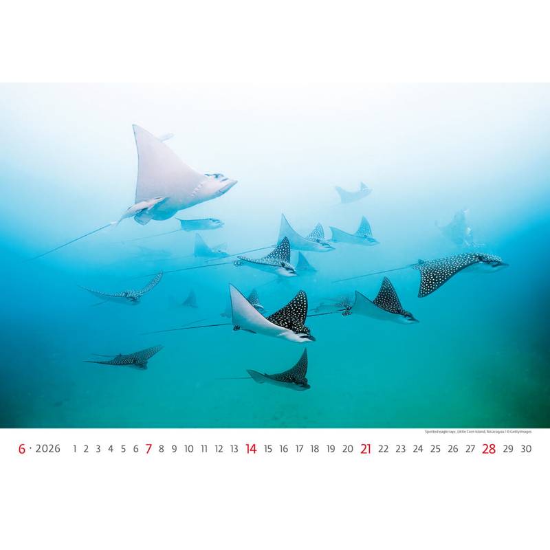 Kalendář Deep Blue, 2026 Kalendář Deep Blue, 2026