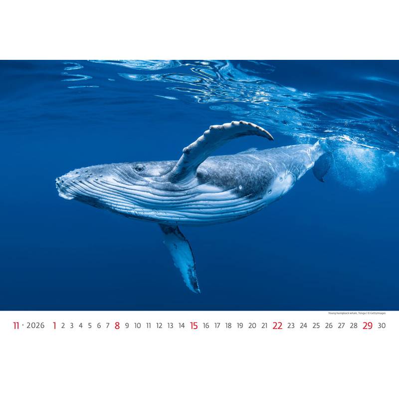 Kalendář Deep Blue, 2026 Kalendář Deep Blue, 2026