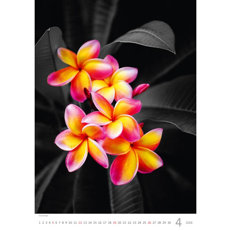 Kalendár Colour Art, 2026 Kalendár Colour Art, 2026