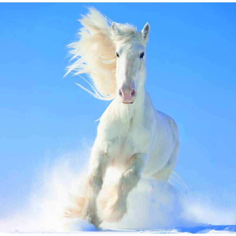 Kalendár Horses, 2026 Kalendár Horses, 2026