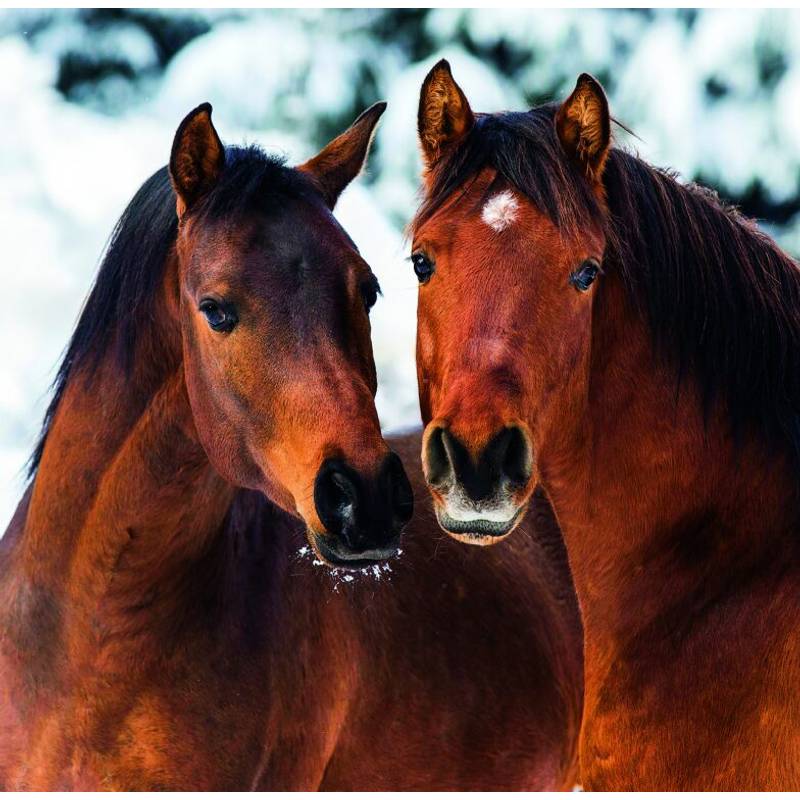 Kalendár Horses, 2026 Kalendár Horses, 2026