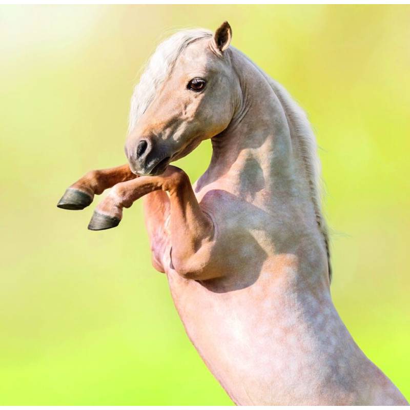 Kalendár Horses, 2026 Kalendár Horses, 2026