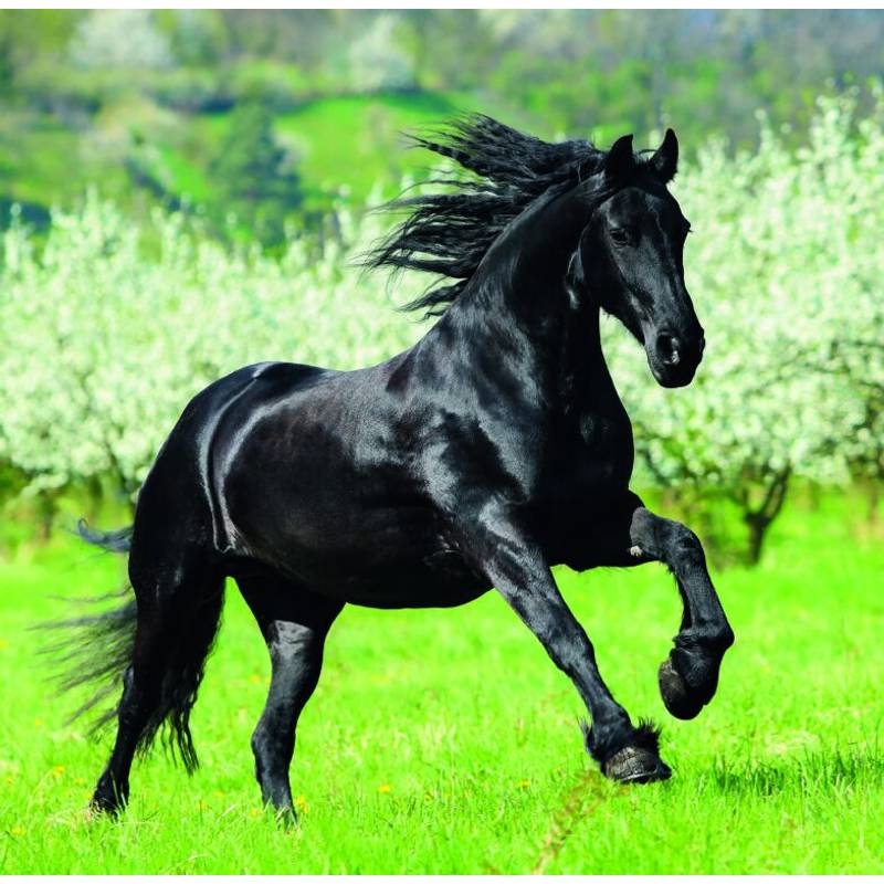 Kalendár Horses, 2026 Kalendár Horses, 2026