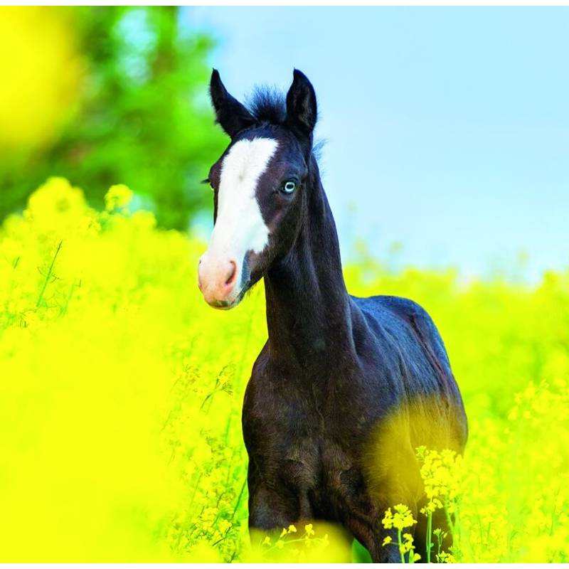 Kalendár Horses, 2026 Kalendár Horses, 2026