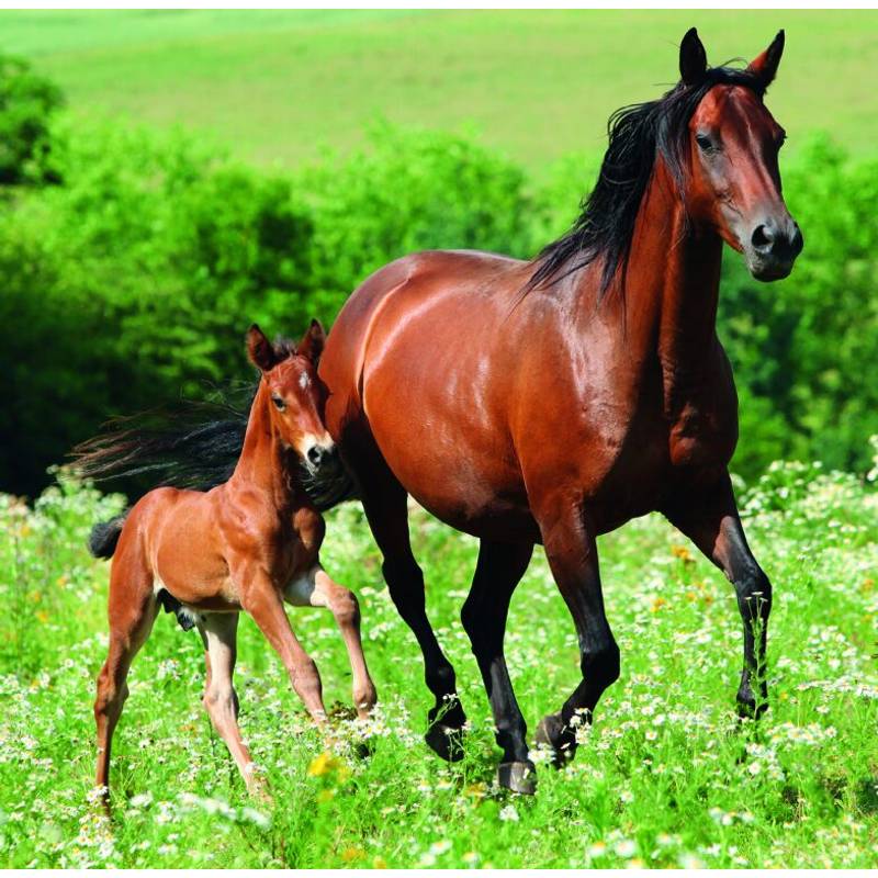 Kalendár Horses, 2026 Kalendár Horses, 2026