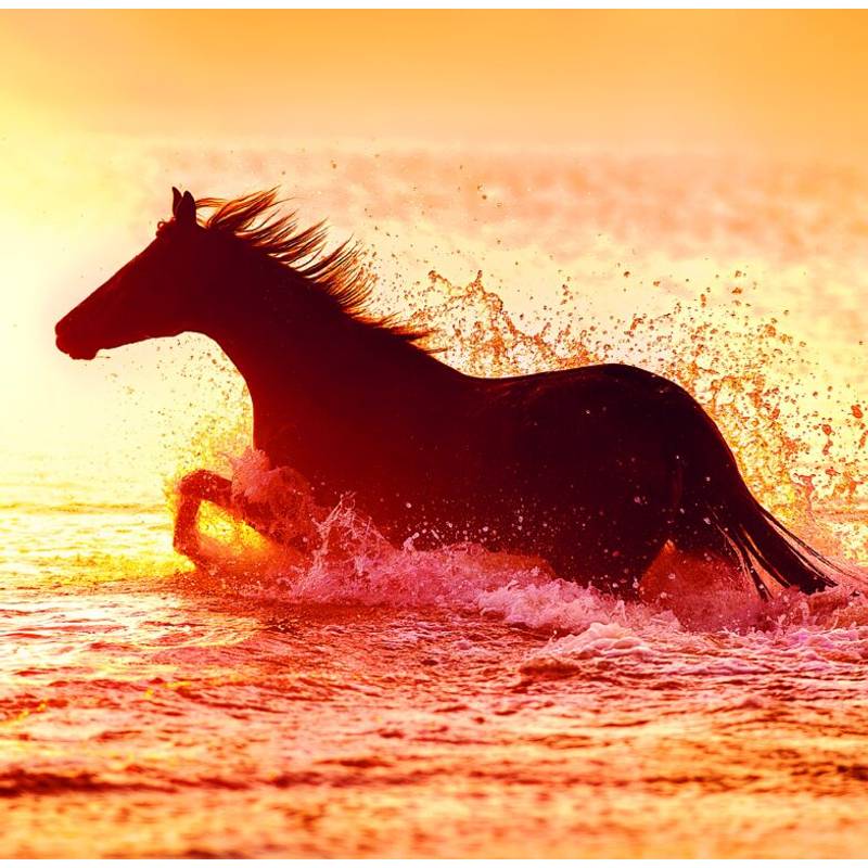 Kalendár Horses, 2026 Kalendár Horses, 2026