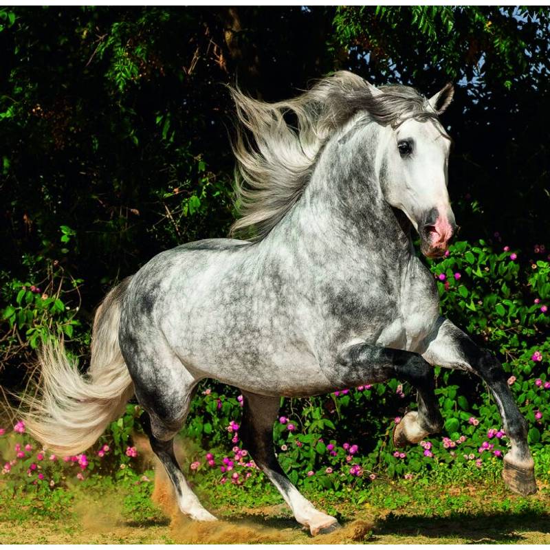 Kalendár Horses, 2026 Kalendár Horses, 2026