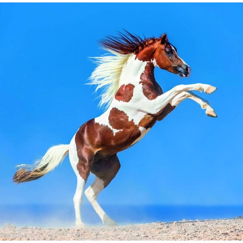 Kalendár Horses, 2026 Kalendár Horses, 2026