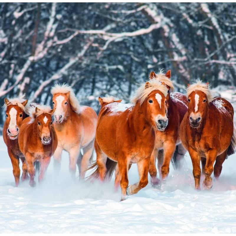 Kalendár Horses, 2026 Kalendár Horses, 2026
