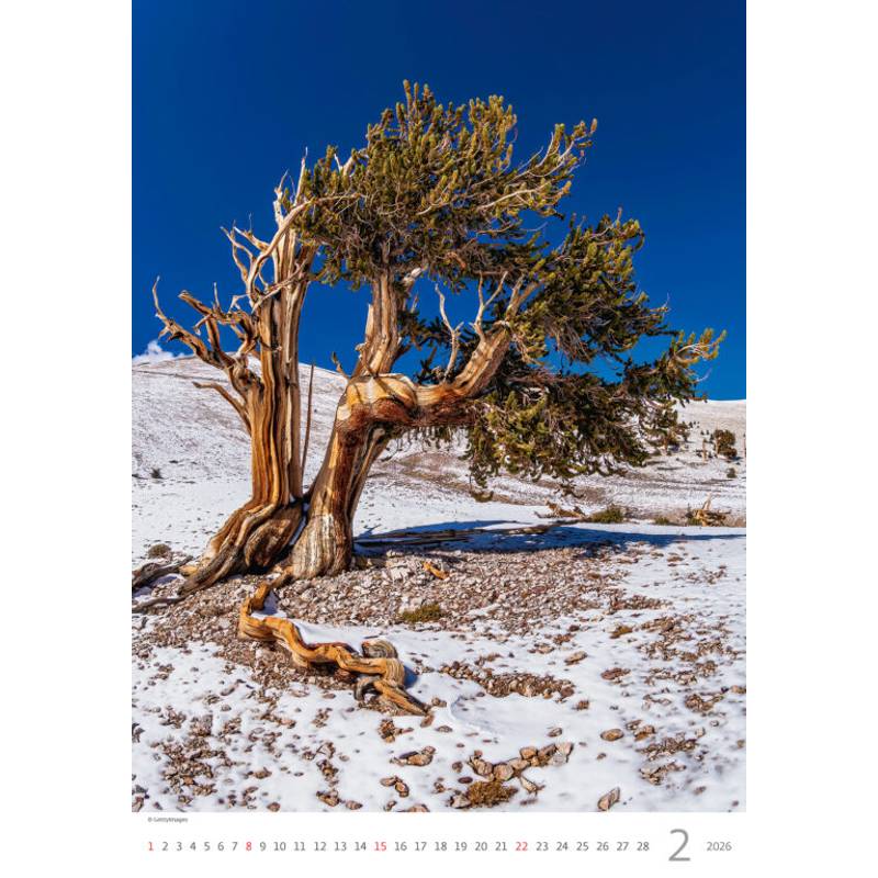 Kalendář Stromy, 2026 Kalendář Stromy, 2026