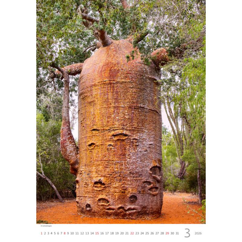 Kalendář Stromy, 2026 Kalendář Stromy, 2026