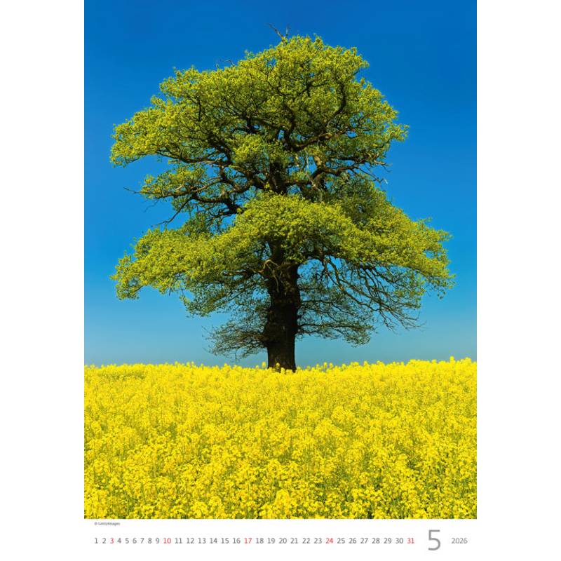 Kalendář Stromy, 2026 Kalendář Stromy, 2026