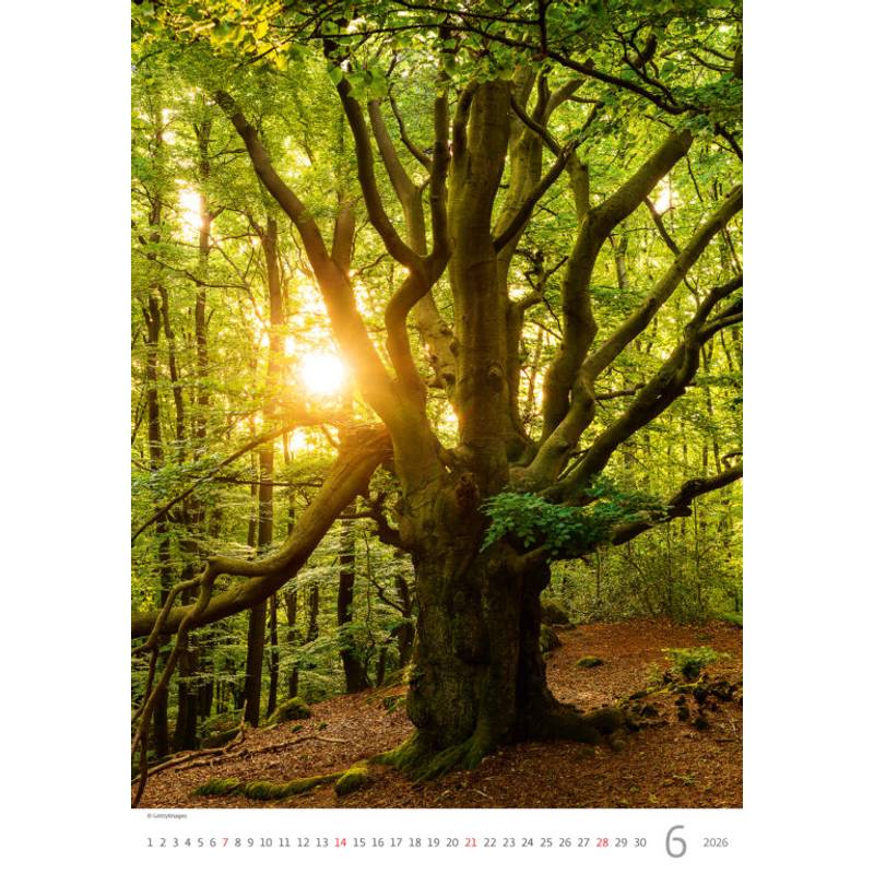 Kalendář Stromy, 2026 Kalendář Stromy, 2026