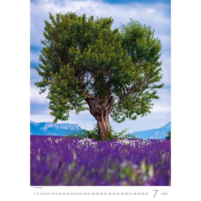 Kalendář Stromy, 2026 Kalendář Stromy, 2026