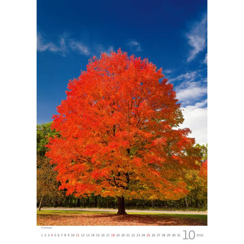 Kalendář Stromy, 2026 Kalendář Stromy, 2026