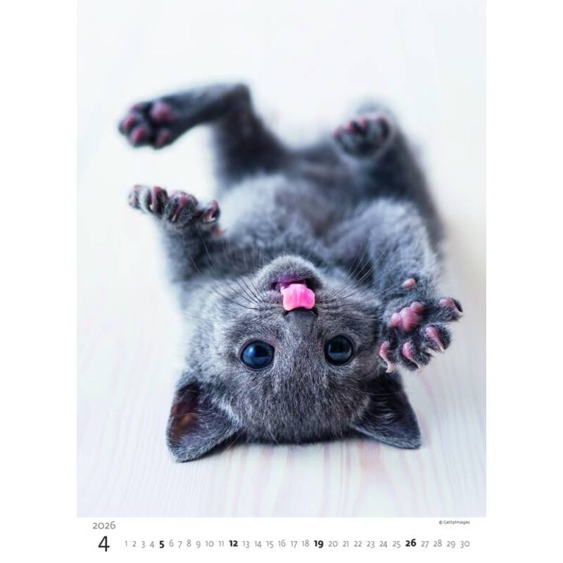 Kalendář Koťátka, 2026 Kalendář Koťátka, 2026
