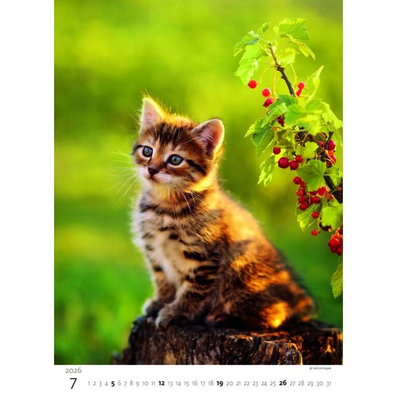 Kalendář Koťátka, 2026 Kalendář Koťátka, 2026