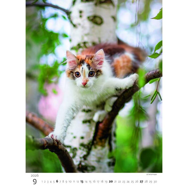 Kalendář Koťátka, 2026 Kalendář Koťátka, 2026