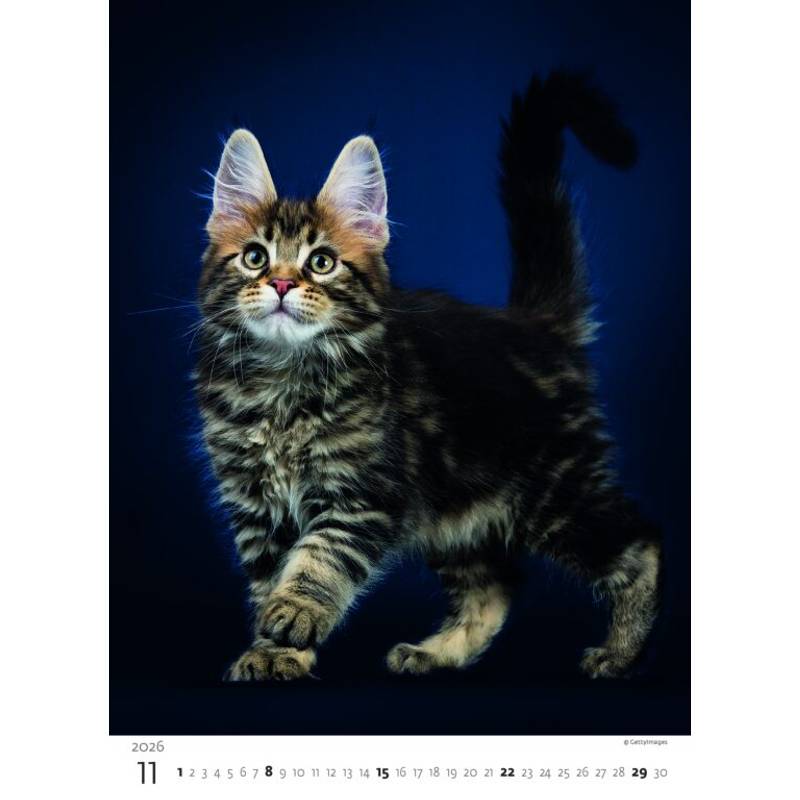 Kalendář Koťátka, 2026 Kalendář Koťátka, 2026