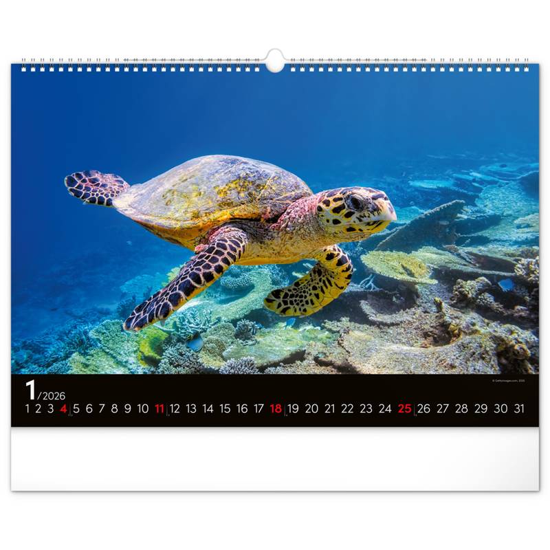 NOTIQUE Nástěnný kalendář Podmořský svět 2026, 48 x 33 cm NOTIQUE Nástěnný kalendář Podmořský svět 2026, 48 x 33 cm