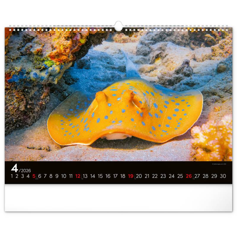 NOTIQUE Nástěnný kalendář Podmořský svět 2026, 48 x 33 cm NOTIQUE Nástěnný kalendář Podmořský svět 2026, 48 x 33 cm