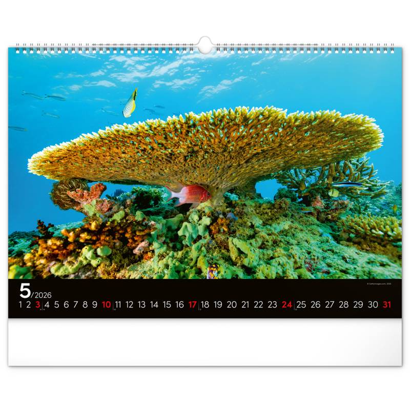 NOTIQUE Nástěnný kalendář Podmořský svět 2026, 48 x 33 cm NOTIQUE Nástěnný kalendář Podmořský svět 2026, 48 x 33 cm