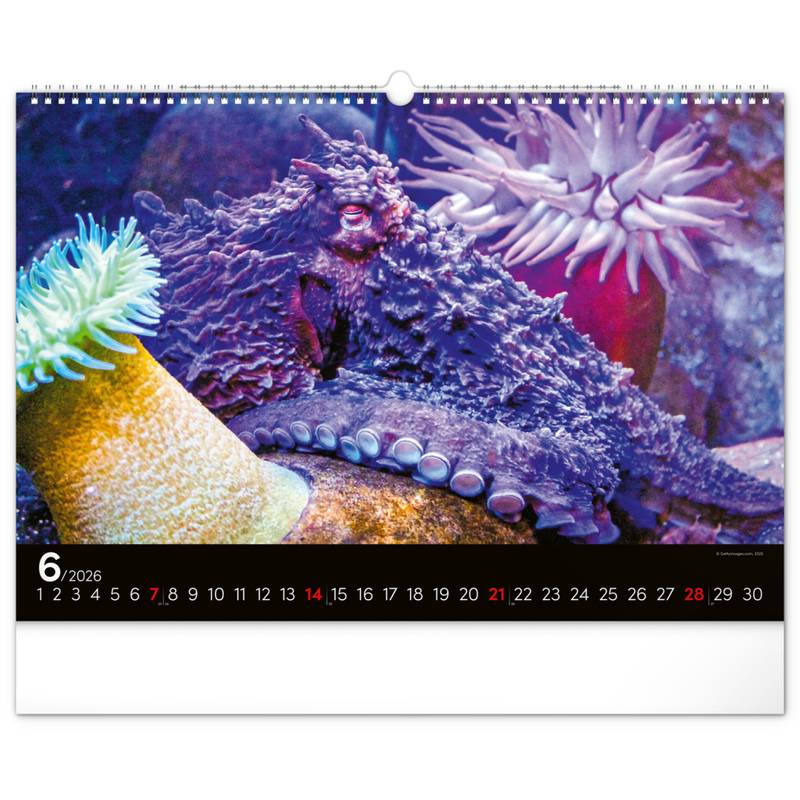 NOTIQUE Nástěnný kalendář Podmořský svět 2026, 48 x 33 cm NOTIQUE Nástěnný kalendář Podmořský svět 2026, 48 x 33 cm