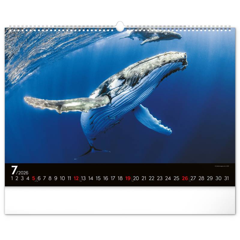 NOTIQUE Nástěnný kalendář Podmořský svět 2026, 48 x 33 cm NOTIQUE Nástěnný kalendář Podmořský svět 2026, 48 x 33 cm