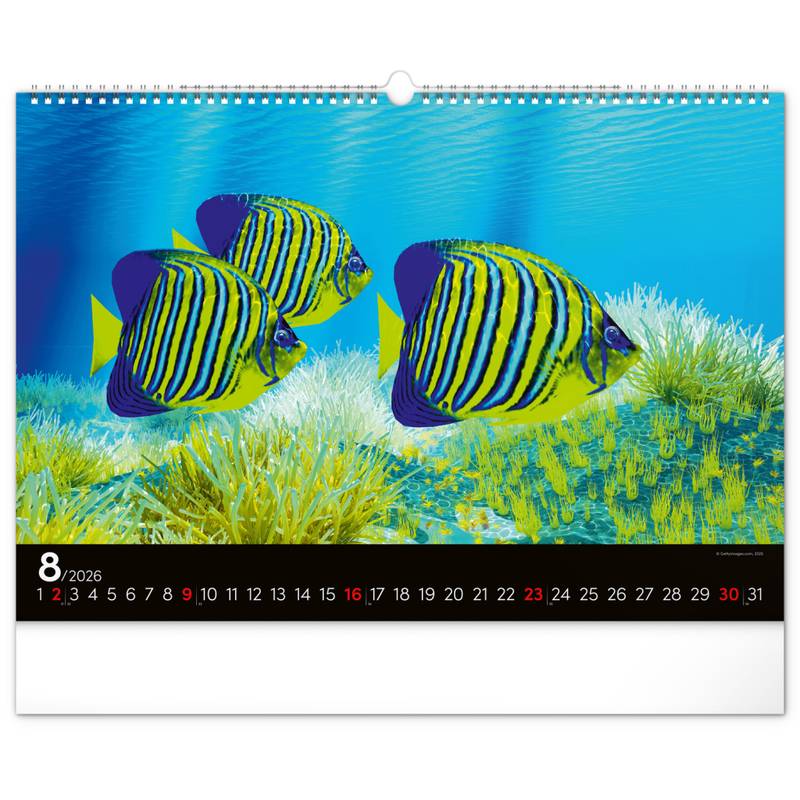 NOTIQUE Nástěnný kalendář Podmořský svět 2026, 48 x 33 cm NOTIQUE Nástěnný kalendář Podmořský svět 2026, 48 x 33 cm