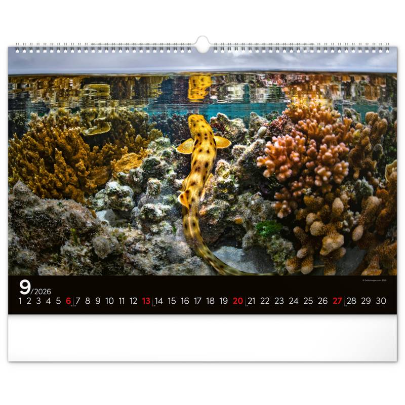 NOTIQUE Nástěnný kalendář Podmořský svět 2026, 48 x 33 cm NOTIQUE Nástěnný kalendář Podmořský svět 2026, 48 x 33 cm