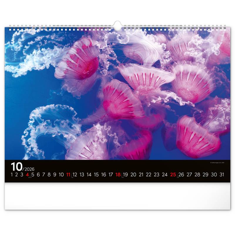 NOTIQUE Nástěnný kalendář Podmořský svět 2026, 48 x 33 cm NOTIQUE Nástěnný kalendář Podmořský svět 2026, 48 x 33 cm