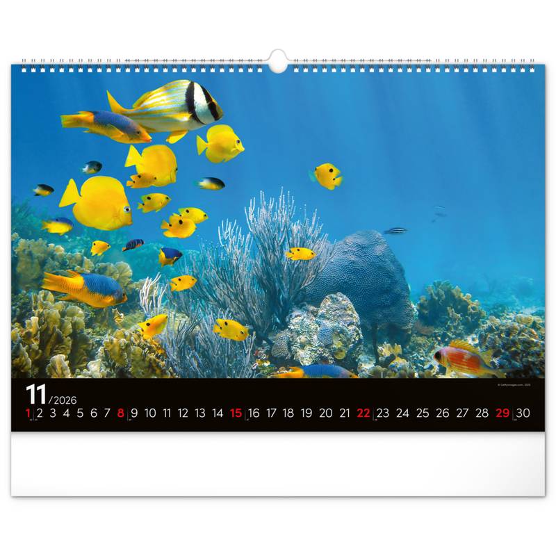 NOTIQUE Nástěnný kalendář Podmořský svět 2026, 48 x 33 cm NOTIQUE Nástěnný kalendář Podmořský svět 2026, 48 x 33 cm