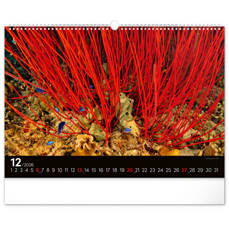 NOTIQUE Nástěnný kalendář Podmořský svět 2026, 48 x 33 cm NOTIQUE Nástěnný kalendář Podmořský svět 2026, 48 x 33 cm