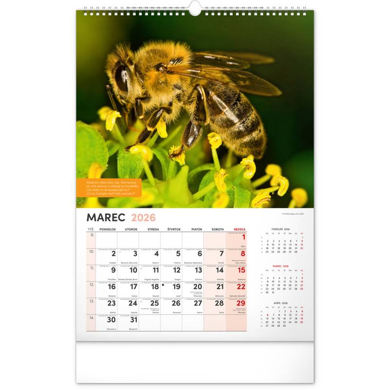 NOTIQUE Nástenný Včelársky kalendár 2026, 33 x 46 cm NOTIQUE Nástenný Včelársky kalendár 2026, 33 x 46 cm